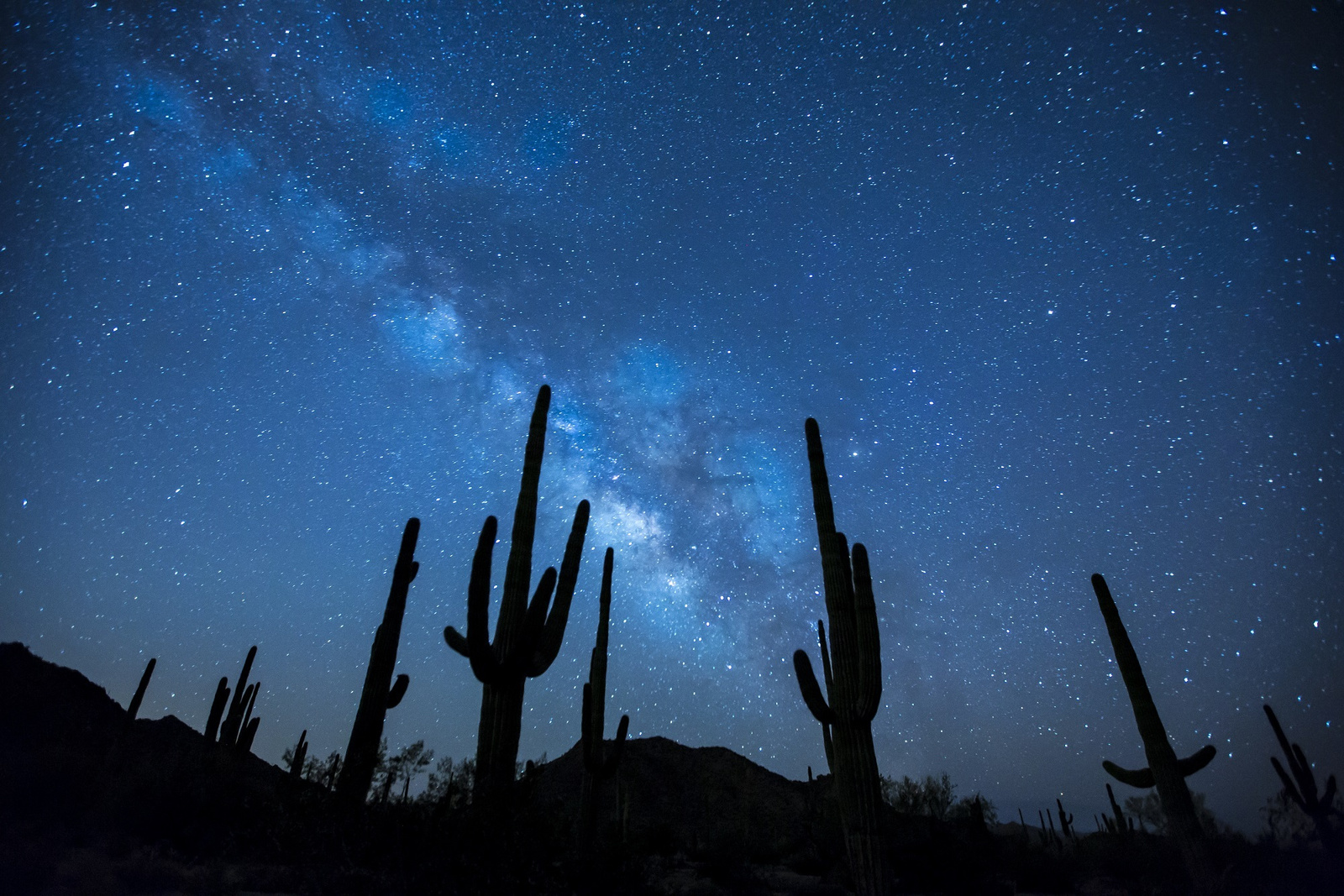 Cactus Plants Under the Starry Sky